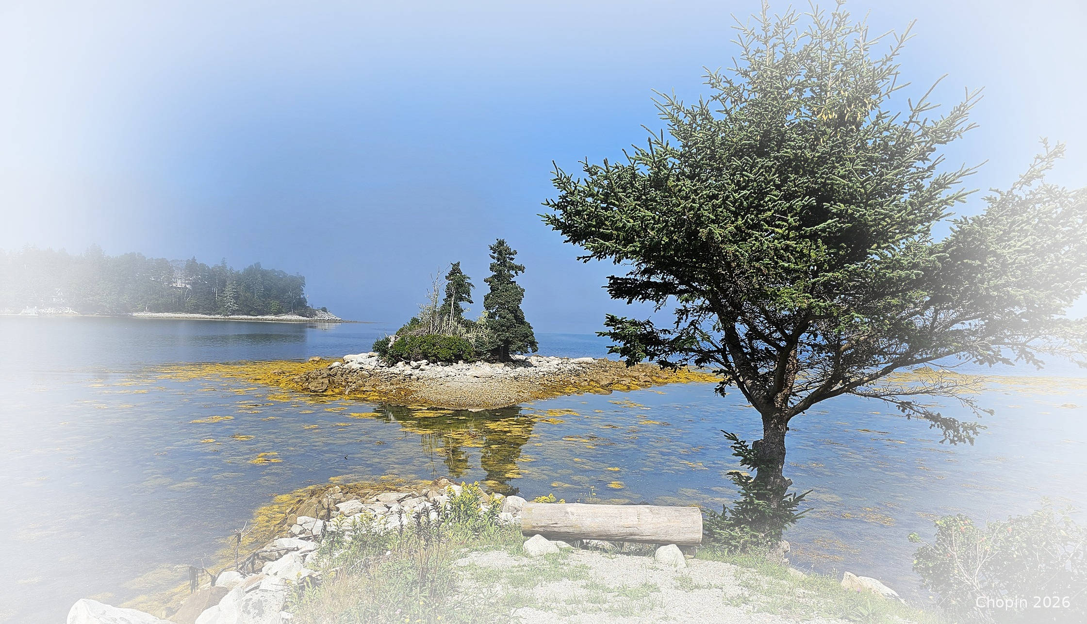 Calm, still cove with a pine tree in the foreground, in soft morning light